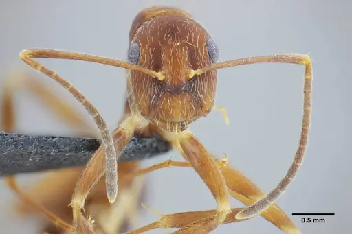 Camponotus coriolanus - UFV-LABECOL-003800
