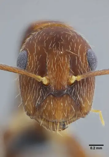 Camponotus coriolanus - UFV-LABECOL-003800