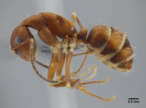 Camponotus coriolanus - UFV-LABECOL-003800