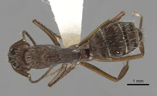 Camponotus coruscus specimen