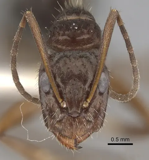 Camponotus coruscus specimen