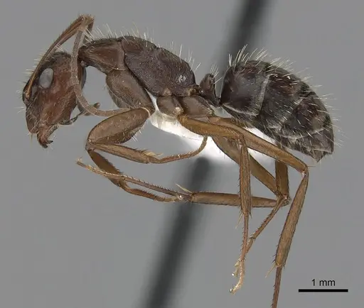 Camponotus coruscus specimen