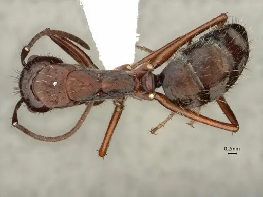 Camponotus coruscus - CASENT0886715