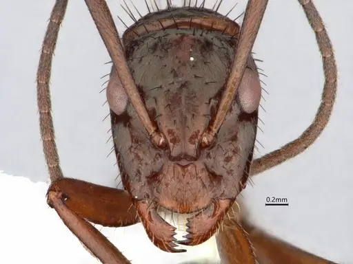 Camponotus coruscus - CASENT0886715