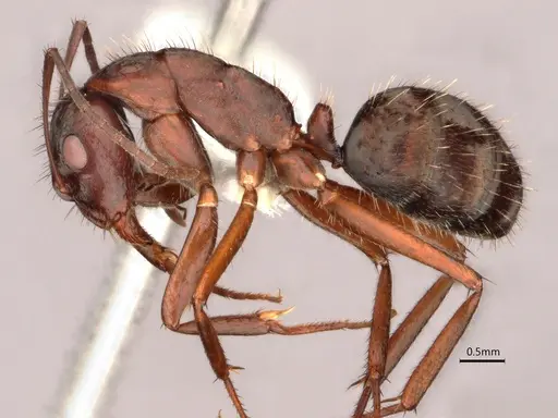 Camponotus coruscus - CASENT0886715