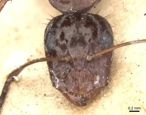 Camponotus coruscus - CASENT0903653