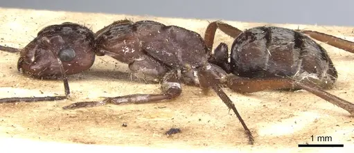 Camponotus coruscus - CASENT0903653