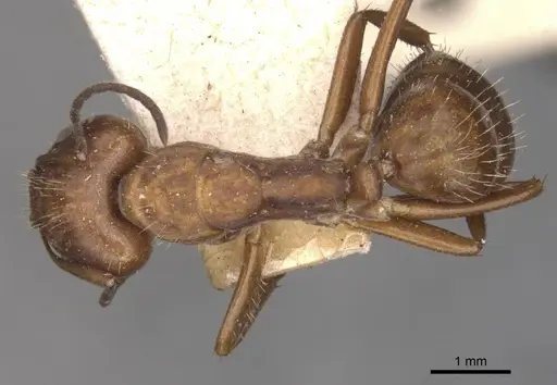 Camponotus coruscus - CASENT0909990