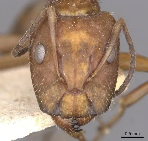 Camponotus coruscus - CASENT0909990