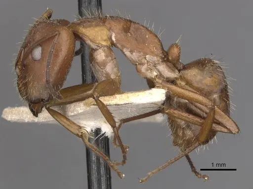 Camponotus coruscus - CASENT0909990