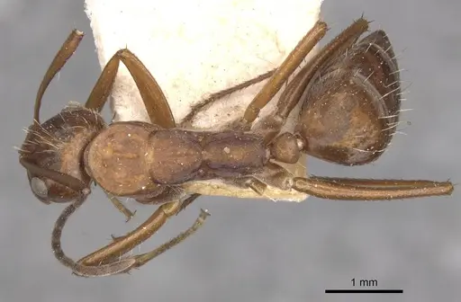 Camponotus coruscus - CASENT0909991