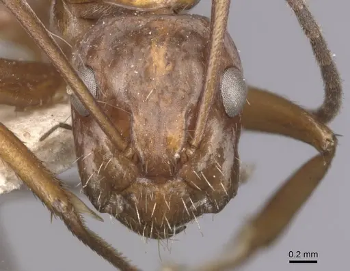 Camponotus coruscus - CASENT0909991