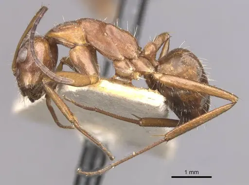 Camponotus coruscus - CASENT0909991