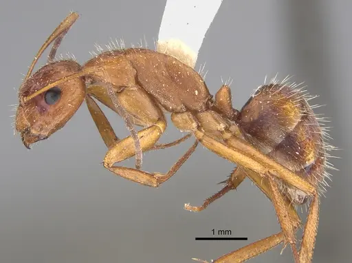 Camponotus coruscus - CASENT0923529