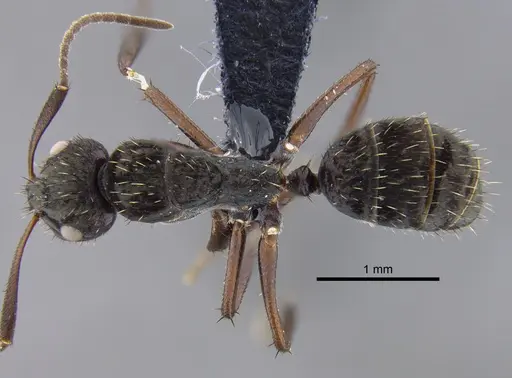 Camponotus coruscus - CBUMAGENT41781