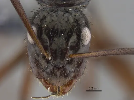 Camponotus coruscus - CBUMAGENT41781