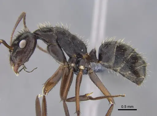 Camponotus coruscus - CBUMAGENT41781