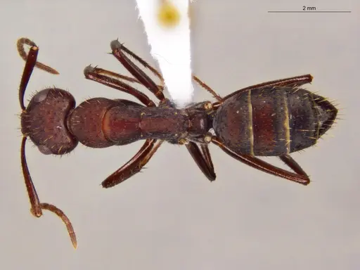 Camponotus coruscus - ECOFOG-OI17-0218-08