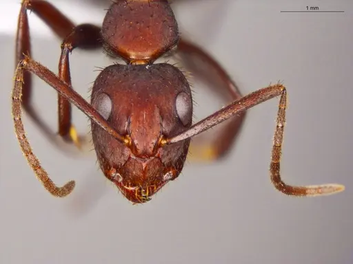 Camponotus coruscus - ECOFOG-OI17-0218-08