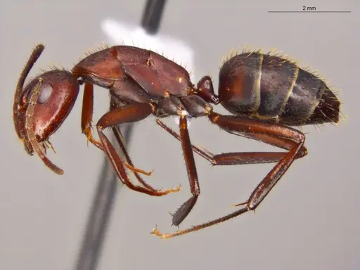 Camponotus coruscus - ECOFOG-OI17-0218-08