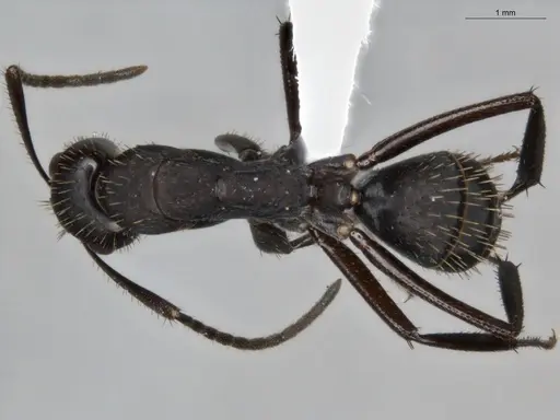 Camponotus coruscus - ECOFOG-SAV18-0440-06