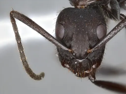 Camponotus coruscus - ECOFOG-SAV18-0440-06