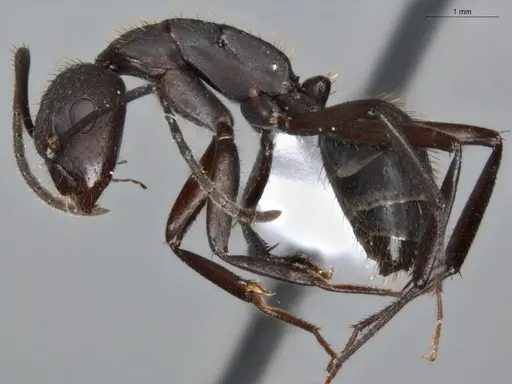 Camponotus coruscus - ECOFOG-SAV18-0440-06