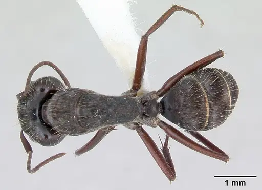 Camponotus coruscus - INBIOCRI002280607