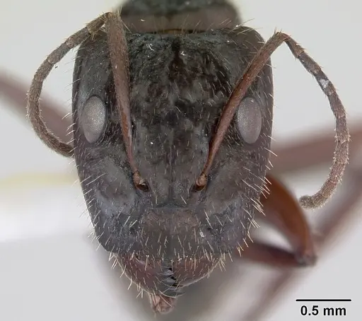 Camponotus coruscus - INBIOCRI002280607