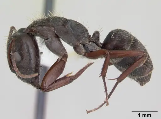 Camponotus coruscus - INBIOCRI002280607