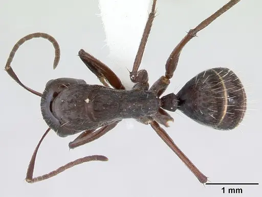 Camponotus coruscus - INBIOCRI002280762