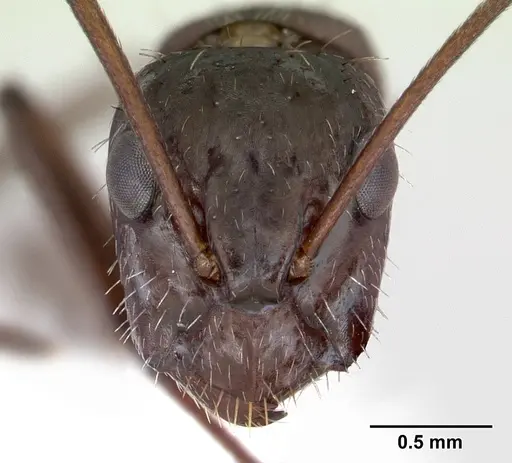 Camponotus coruscus - INBIOCRI002280762