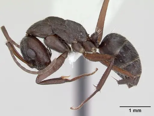 Camponotus coruscus - INBIOCRI002280762