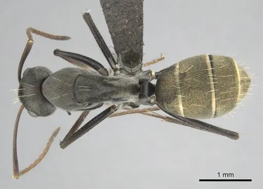 Camponotus cosmicus specimen