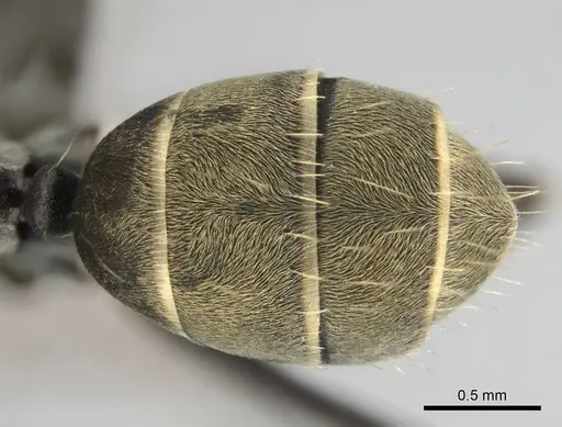 Camponotus cosmicus specimen