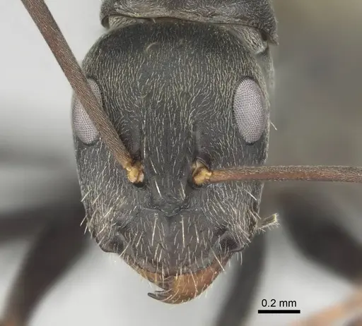 Camponotus cosmicus specimen