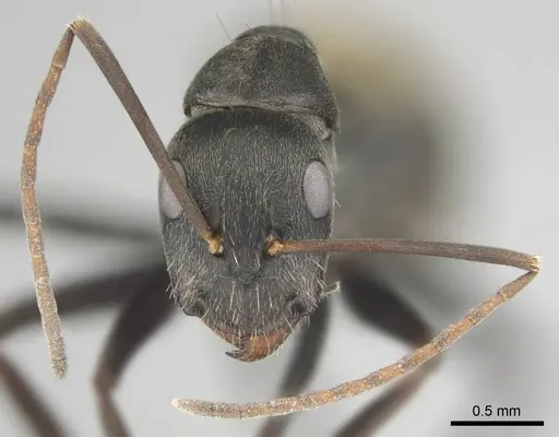 Camponotus cosmicus - CASENT0253917