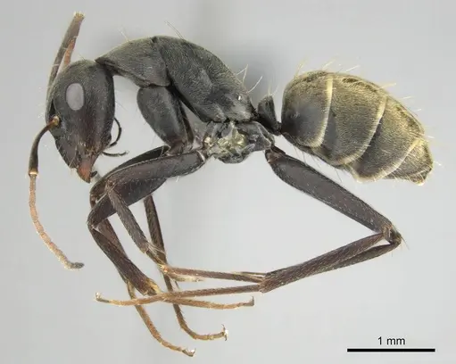 Camponotus cosmicus - CASENT0253917