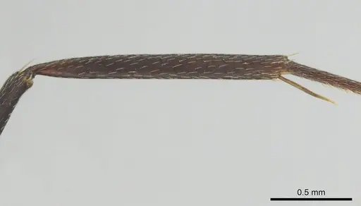 Camponotus cosmicus - CASENT0253917