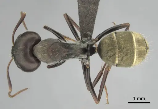 Camponotus cosmicus - CASENT0253919