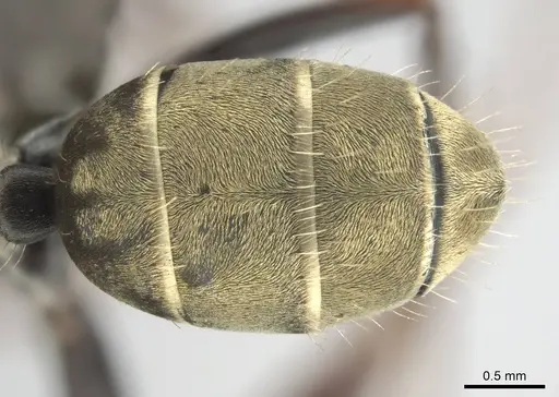 Camponotus cosmicus - CASENT0253919