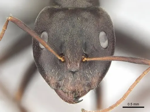Camponotus cosmicus - CASENT0253919