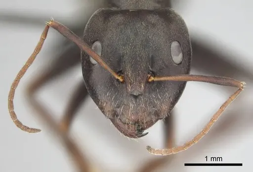Camponotus cosmicus - CASENT0253919