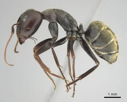 Camponotus cosmicus - CASENT0253919
