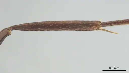 Camponotus cosmicus - CASENT0253919