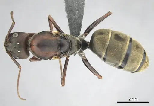 Camponotus cosmicus - CASENT0254032