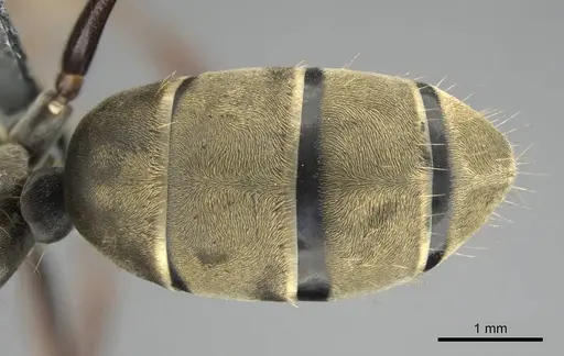 Camponotus cosmicus - CASENT0254032