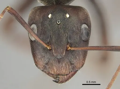 Camponotus cosmicus - CASENT0254032