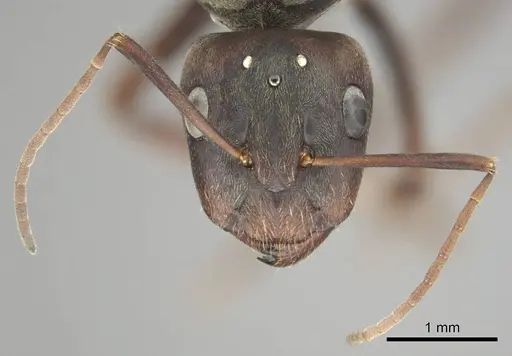 Camponotus cosmicus - CASENT0254032