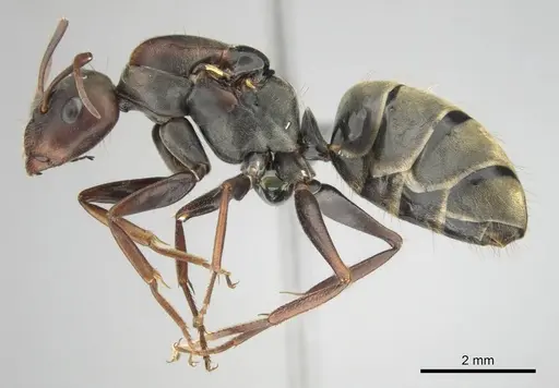 Camponotus cosmicus - CASENT0254032